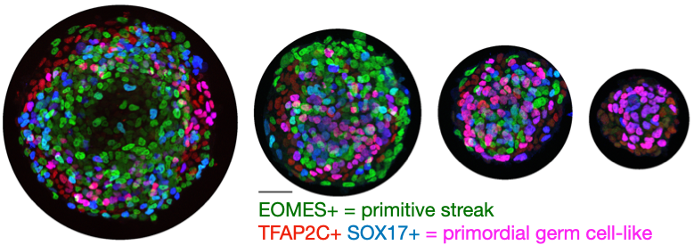 Colony-size dependence of primordial germ cell-like cell fraction