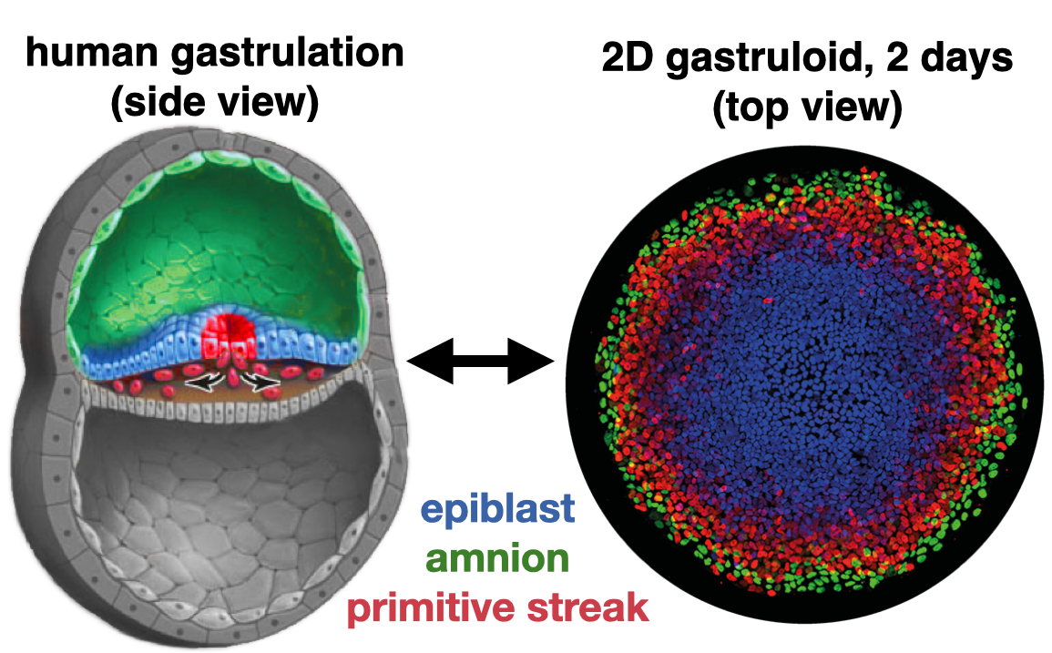 Gastrula versus gastruloid comparison